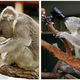 Illustration for article titled Koala Selfies Threaten Humanity With Overdose Of Cuteness